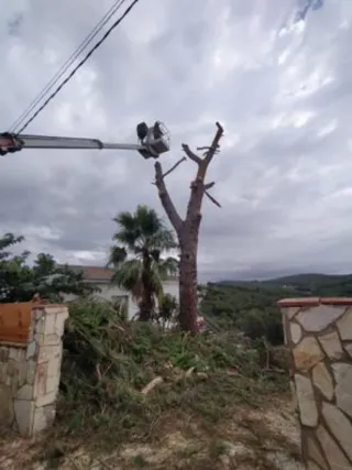 Limpieza de parcelas terrenos