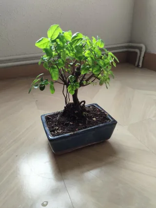 Bonsái Sageretia theezans