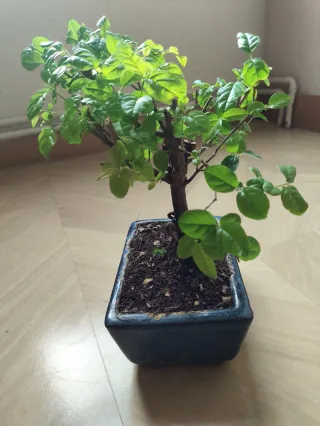 Bonsái Sageretia theezans