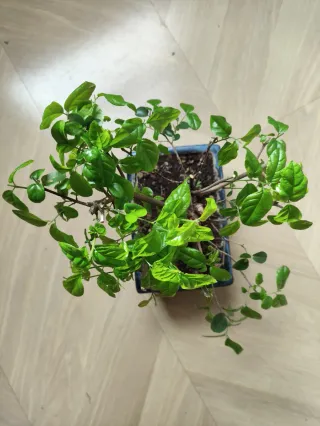 Bonsái Sageretia theezans