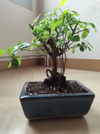 Bonsái Sageretia theezans