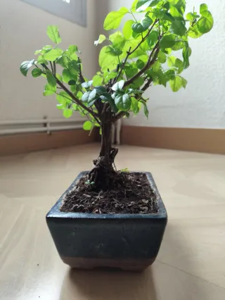 Bonsái Sageretia theezans