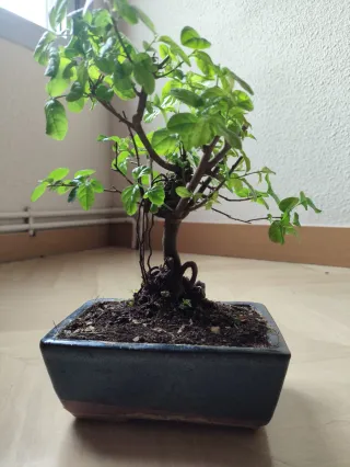 Bonsái Sageretia theezans