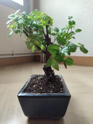 Bonsái Sageretia theezans
