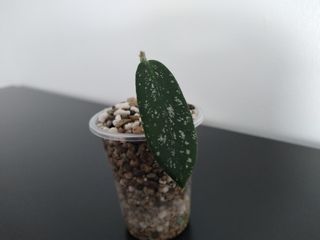 Hoya Sungwookii Splash