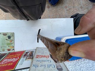 Pala militar Segunda Guerra Mundial Italia