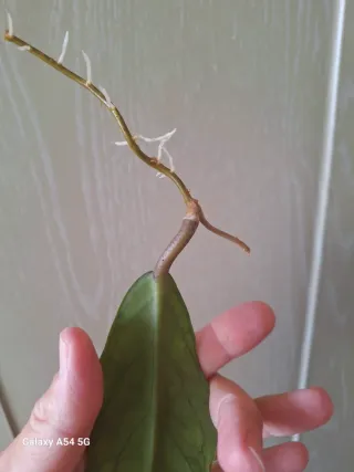 Hoya Vitellinoides esqueje