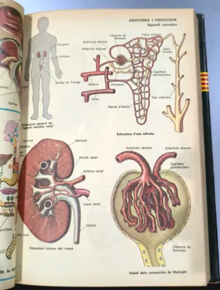 Libro Nostre Diccionari Català