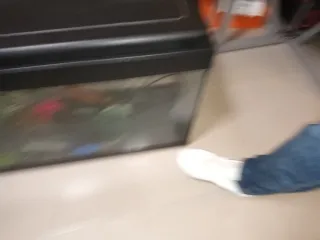 Pecera con accesorios