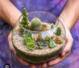Terrario de cristal para mini jardín