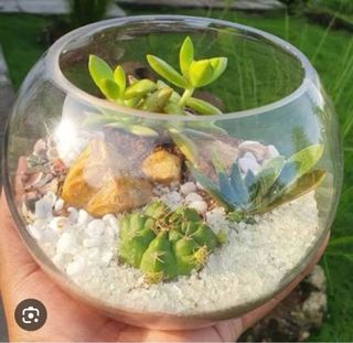 Terrario de cristal para mini jardín