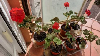 Geranios rojos en maceta