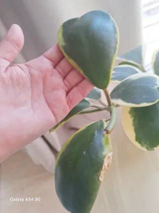 Kerrii Variegata /CORTE