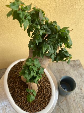 Bonsai Arce burgeriano