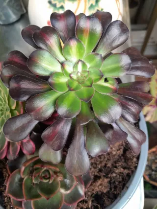 Aeonium y Echeveria en maceta