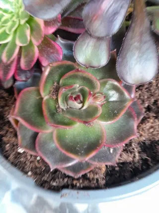 Aeonium y Echeveria en maceta
