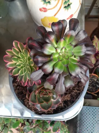 Aeonium y Echeveria en maceta