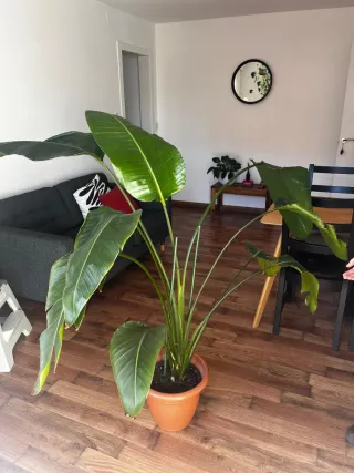 Strelitzia Augusta Planta