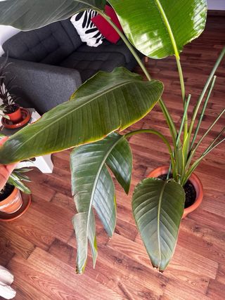 Planta Strelitzia Augusta Grande