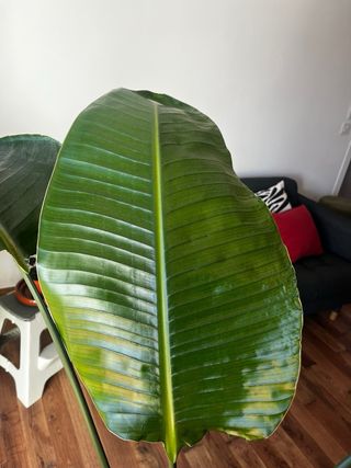 Planta Strelitzia Augusta Grande