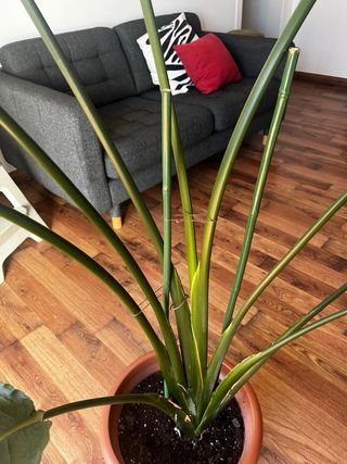 Planta Strelitzia Augusta Grande