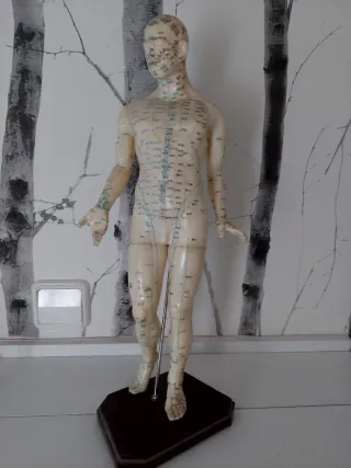 Modelo - maniquí de meridianos de MTC