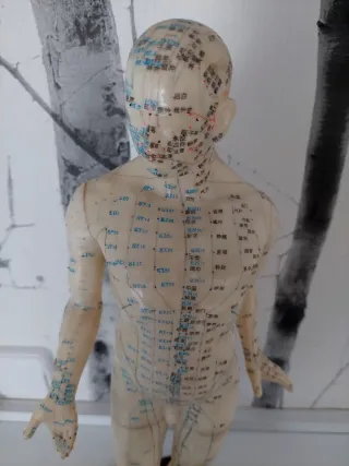 Modelo - maniquí de meridianos de MTC