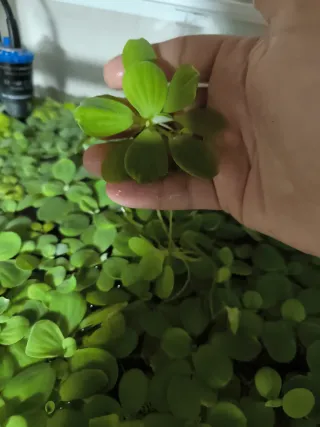 Plantas flotantes para acuario