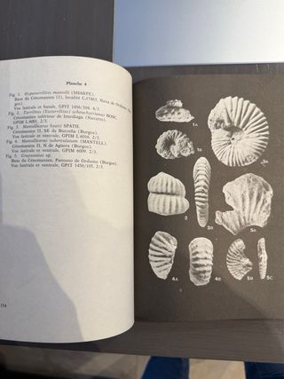 Libro Cretacico España