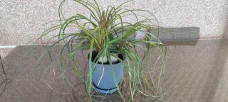 Maceta gris de plástico con tre plantas