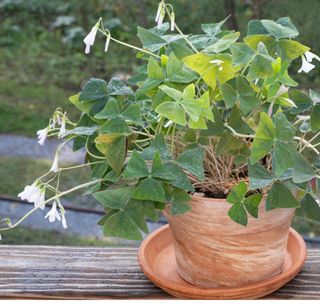 bulbi di Oxalis Irish Mist