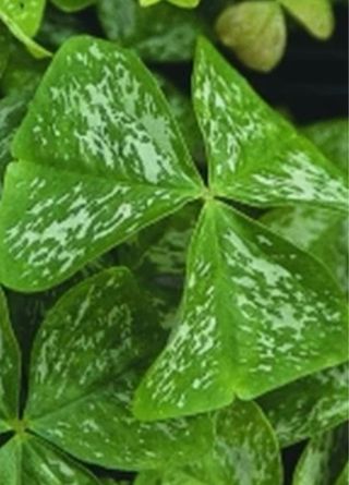 bulbi di Oxalis Irish Mist