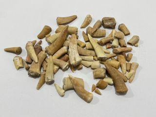 Dientes fósiles Enchodus