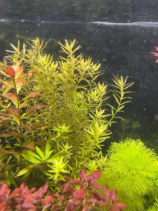 Plantas de acuario. Ludwigia green