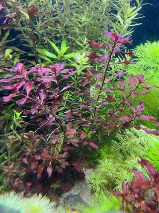 Plantas de acuario. Ludwigia green