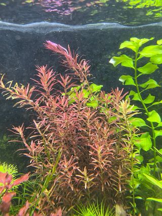Plantas de acuario. Ludwigia green