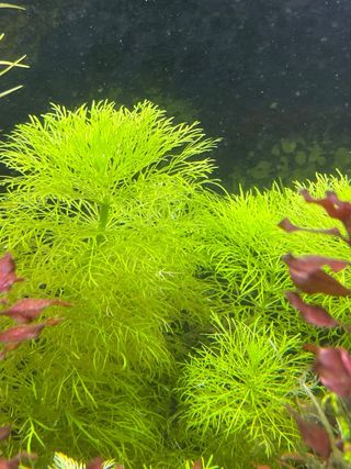 Plantas de acuario. Ludwigia green