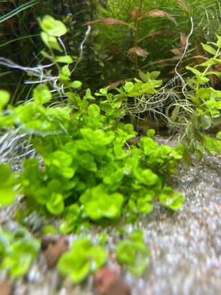 Plantas de acuario. Ludwigia green