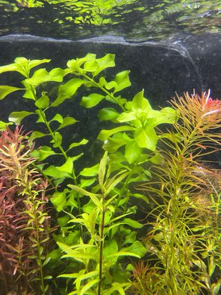 Plantas de acuario. Ludwigia green