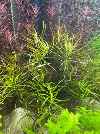 Ludwigia arcuata plantas de acuario