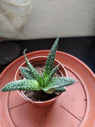 1 Aloe Aristata