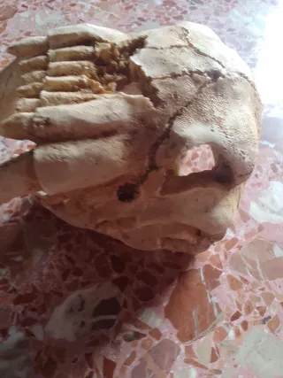 2 Cráneos de dientes de sable para aquarios