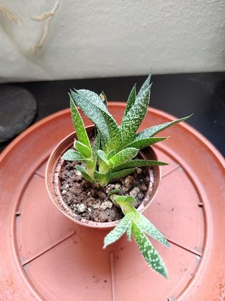 4 Aloe Aristata