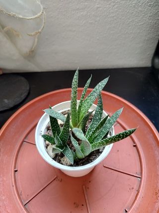 3 Aloe Aristata