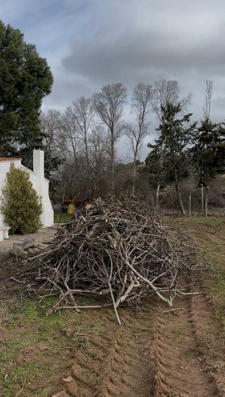 Regalo madera de poda para biomasa o leña – Zamora