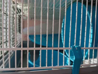 Gabbie per animali domestici