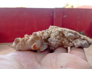 Calcita botroide su matrice collezionista