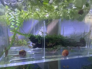 Acuario plantas