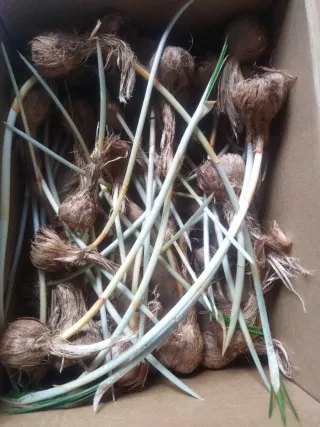 Bulbos de azafrán germinados