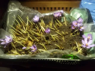 Bulbos de azafrán germinados